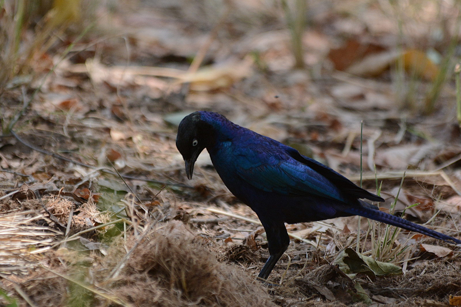 image Rüppell's Starling